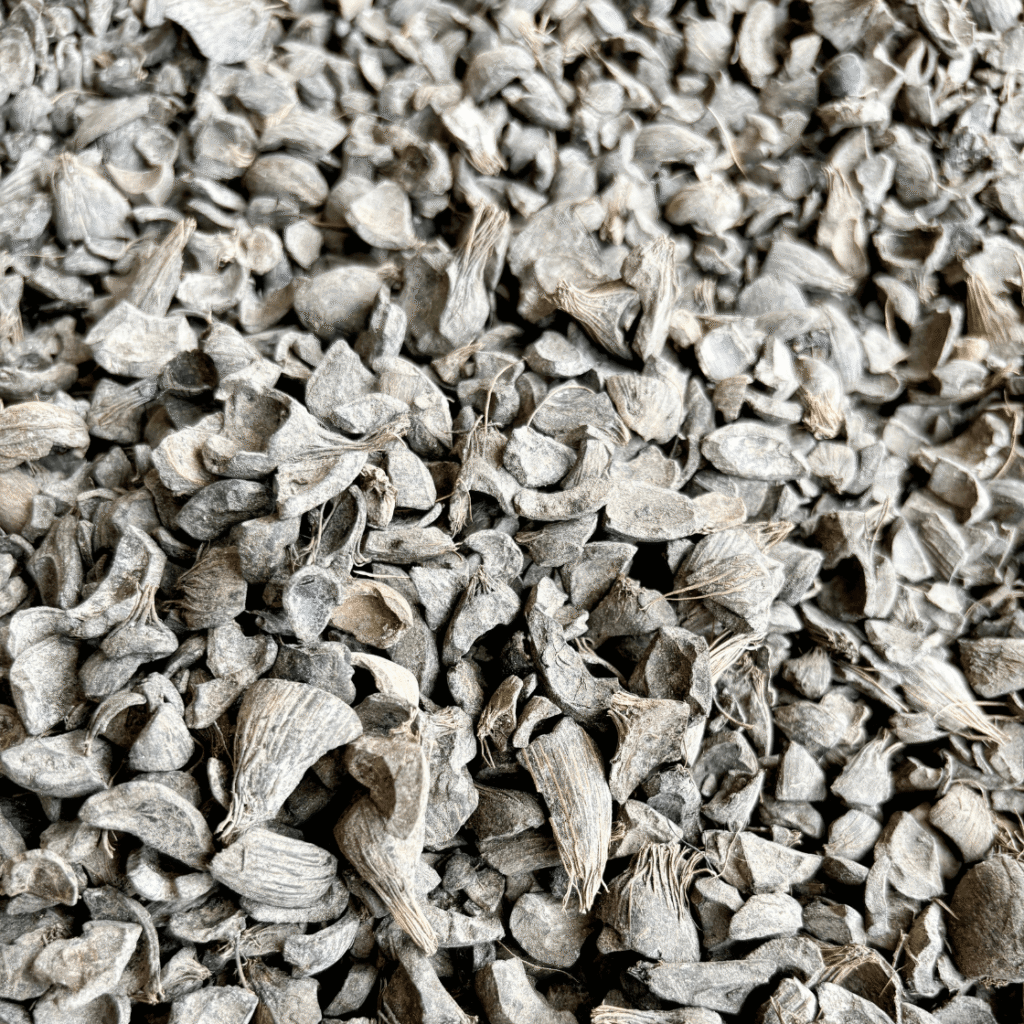 Candlenut Shell