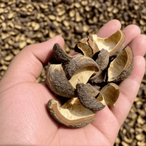 Candlenut Shell product