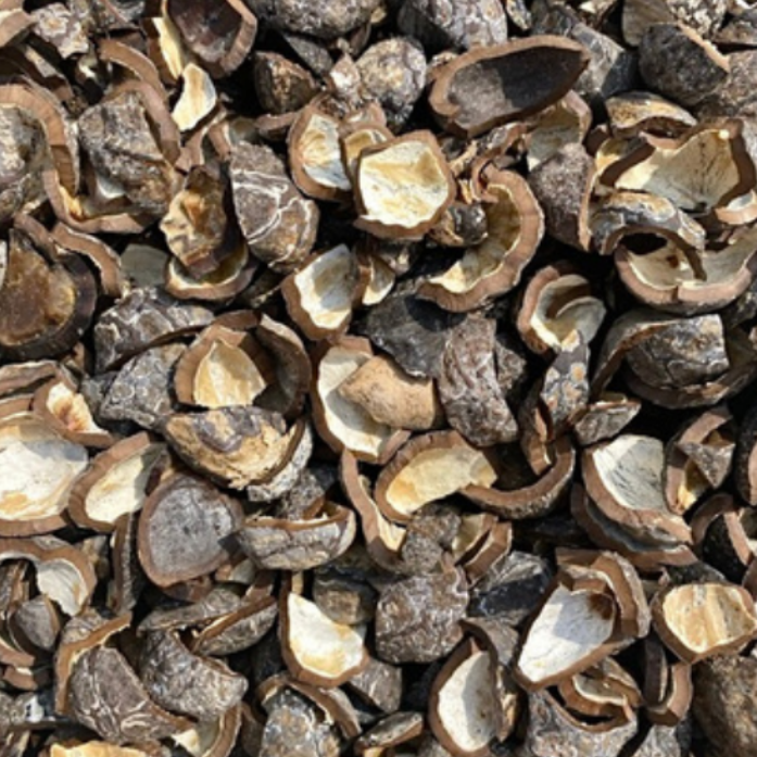 candlenut shell