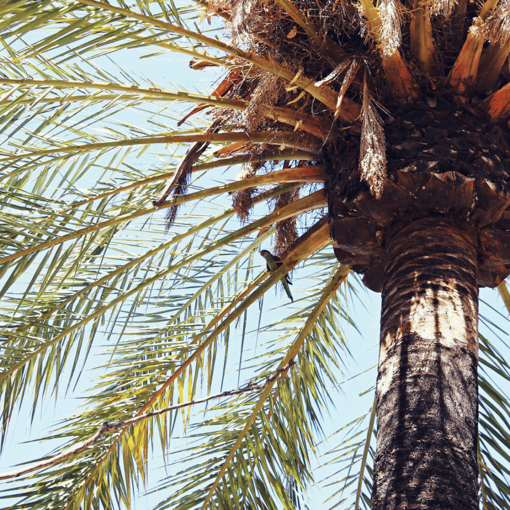 palm shell product
