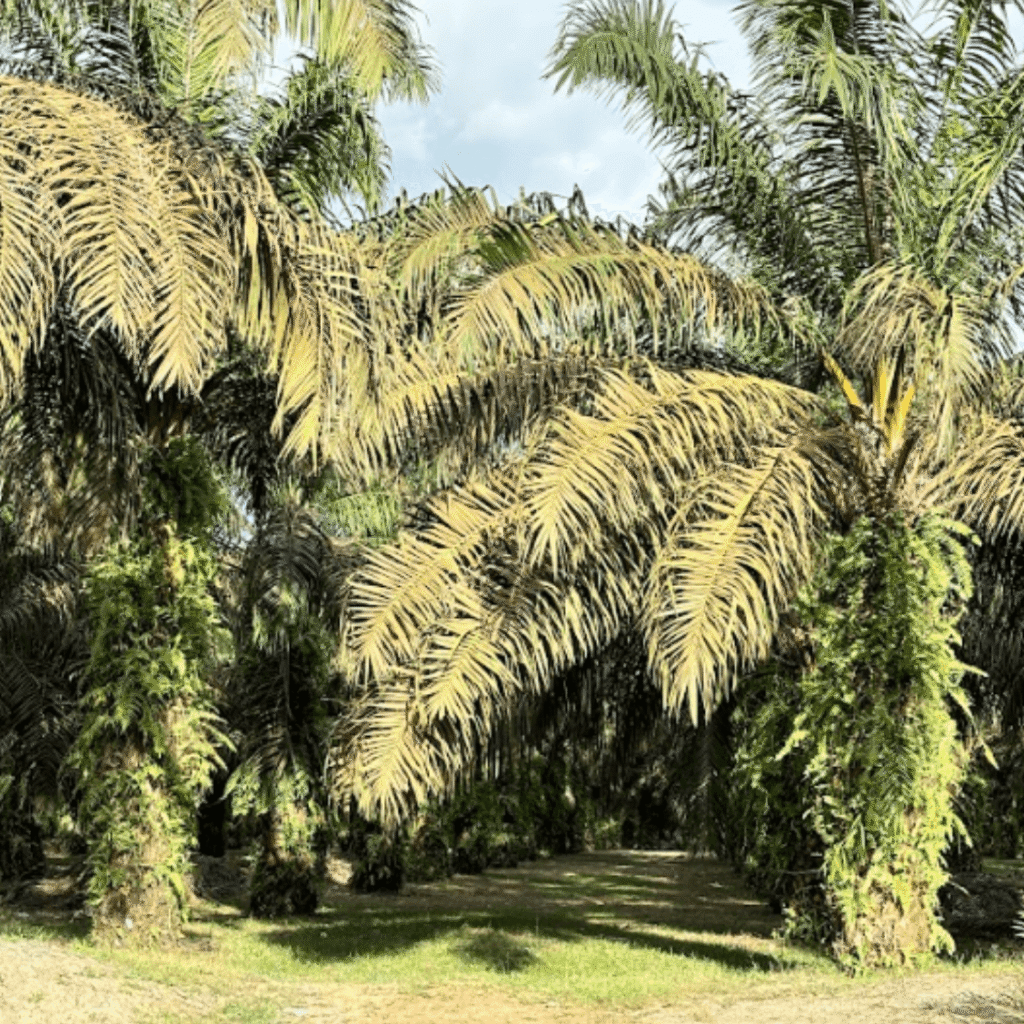 palm shell product